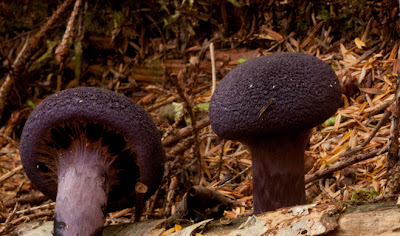 A deep dark violet mushroom with a testured cap. Cortinarius violaceus, the Violet Cortinarius