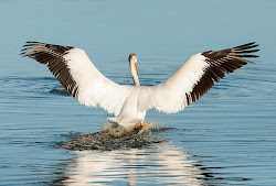 heaviest flying birds pelicans prefer climates summers warm don