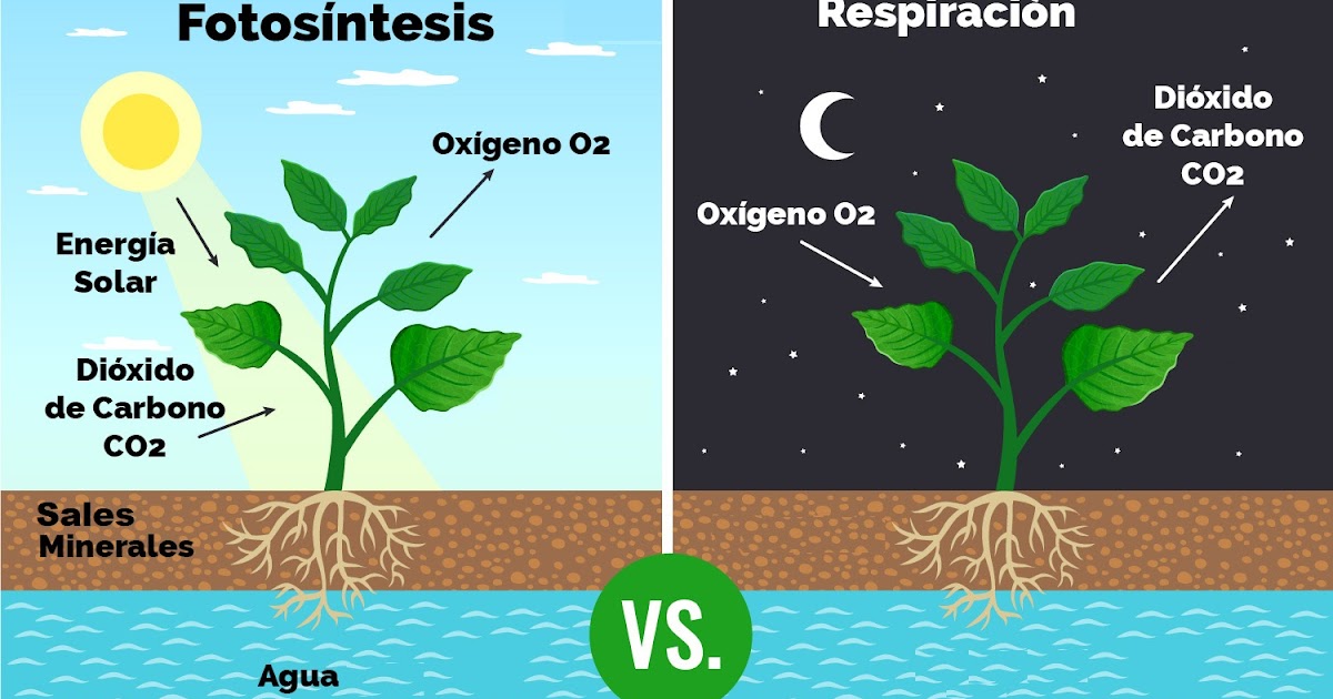AVERROES NUESTRO COLE Alimentación y respiración de la