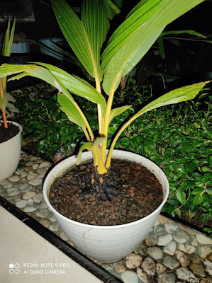 rahasia menyuburkan bonsai kelapa