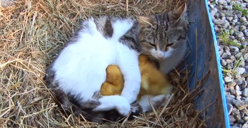 Cat duck. Котенок и цыпленок. Котенок и утенок. Кот и утка. Видеоролик котенок с утятами.