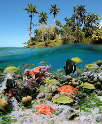 Vista del fondo marino en un exótico paisaje tropical con arrecifes, corales y peces de colores.