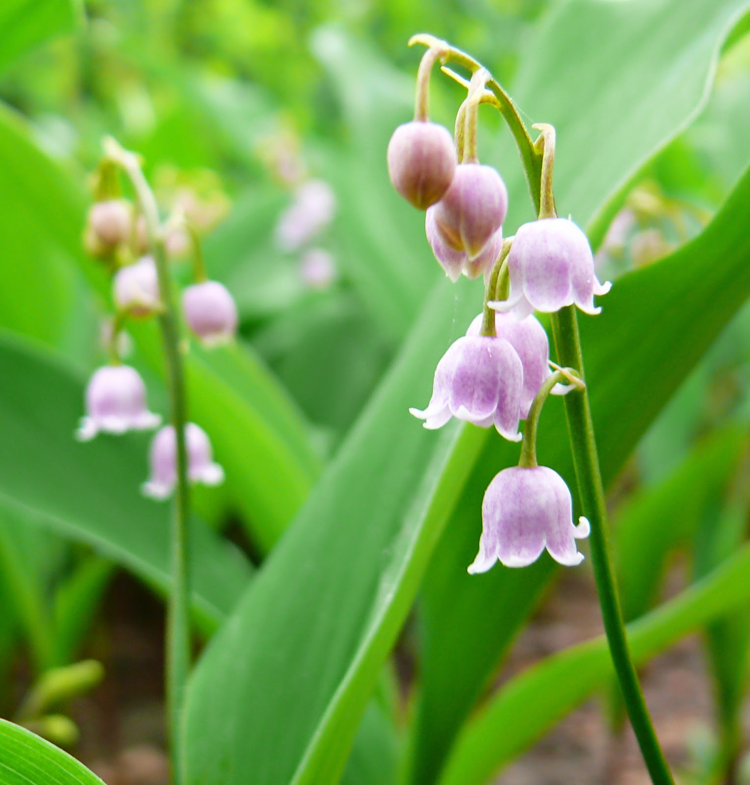 Flower Homes Lily of the Valley Flowers