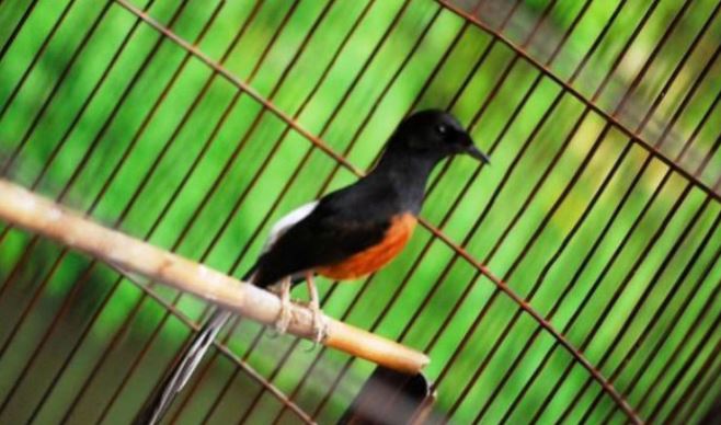 Harga Anakan Jantan Burung Murai Kerikil Terbaru Potensi Bisnis