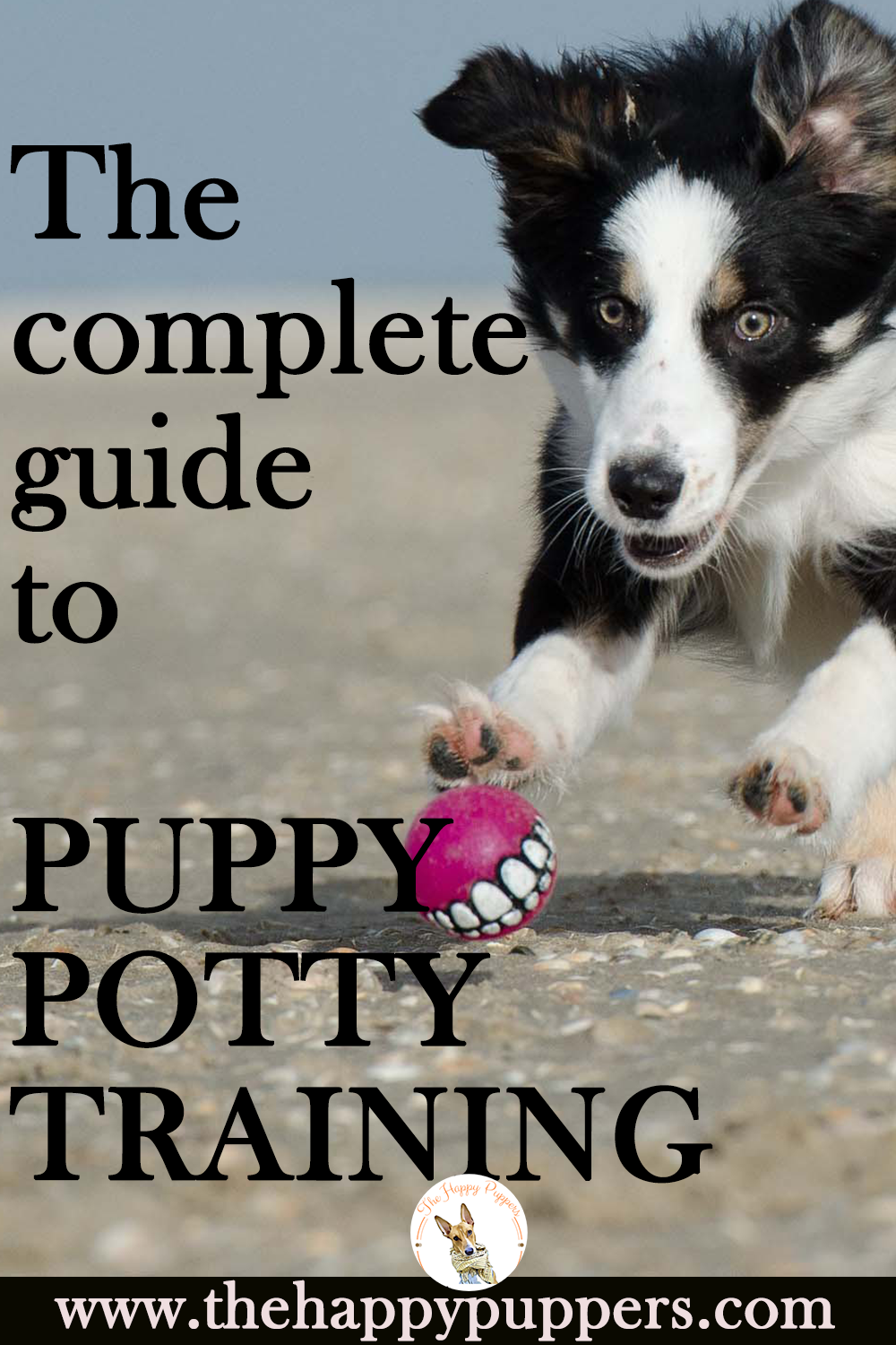 A complete guide to puppy potty training
