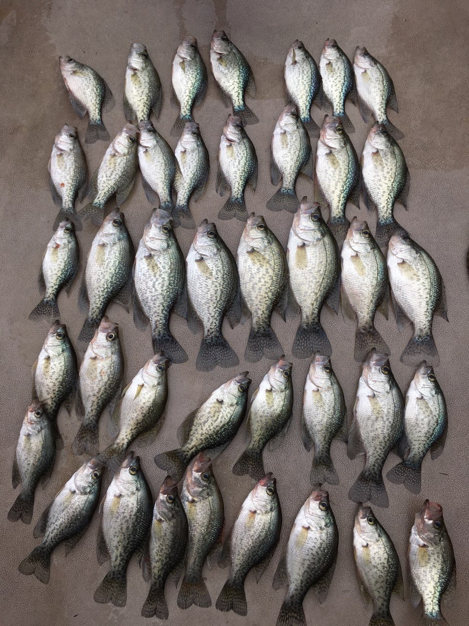 Striper Report Lake Anna Crappie Jim Hemby Guide Service VA Outdoors