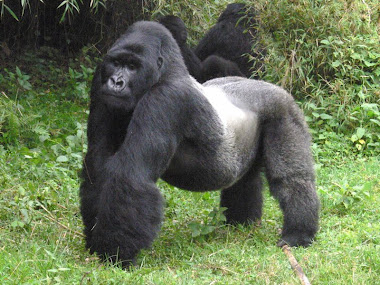 gorillas pic