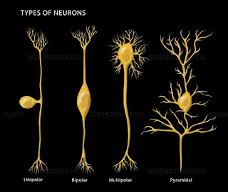 are neurons only in the brain are neurons only in the brain