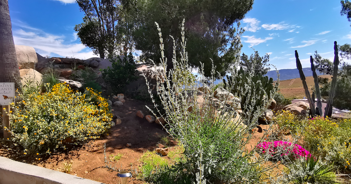 Plantas Nativas del norte de Baja California