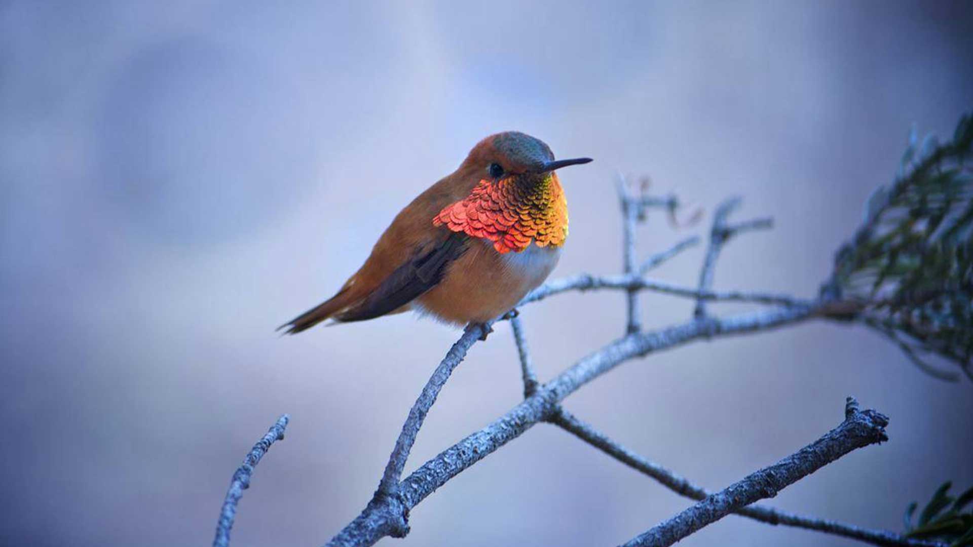 National geographic fotograflari 13