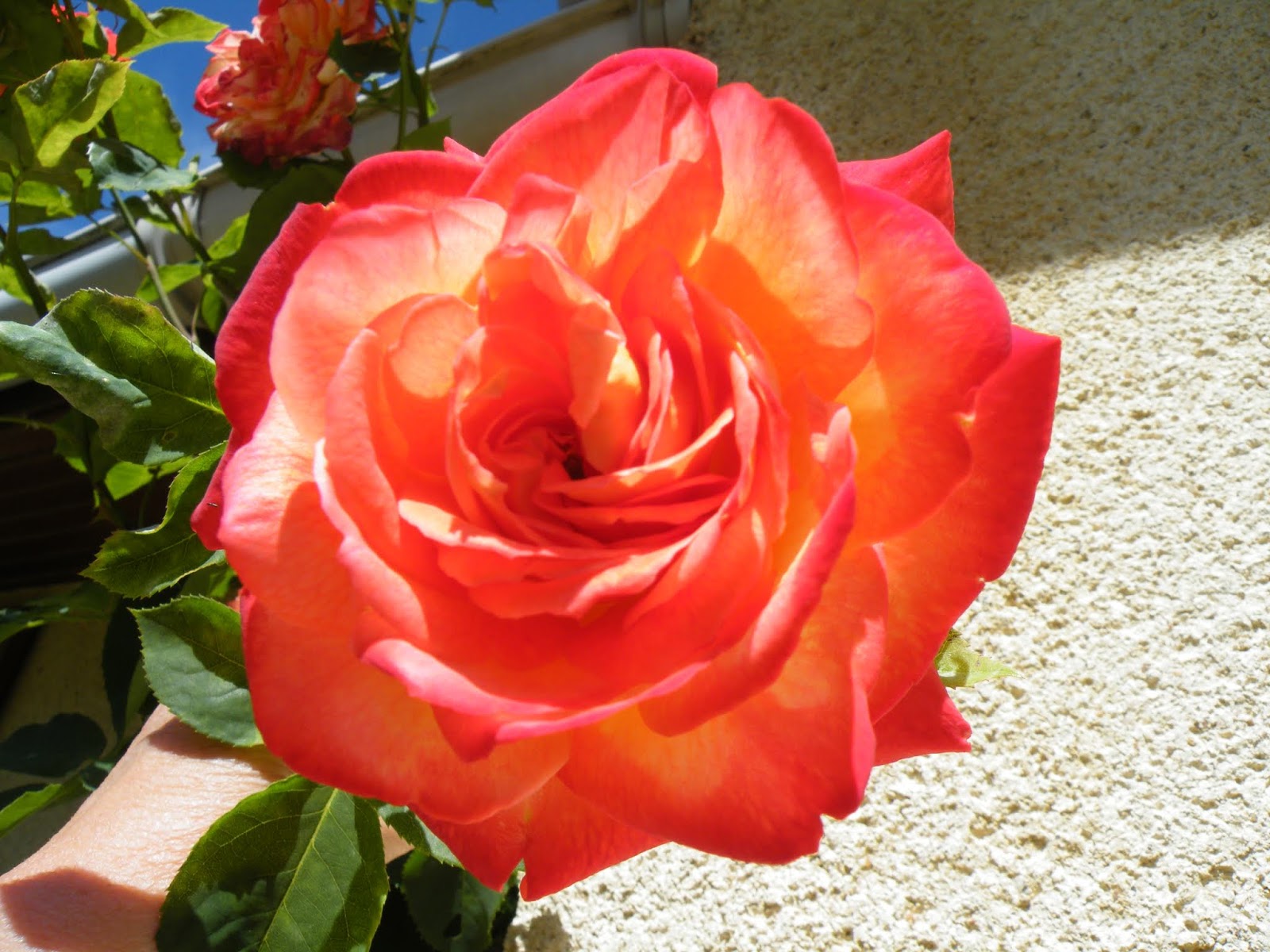 du-four-au-jardin-et-mes-dix-doigts: roses encore, roses toujours