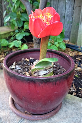 haemanthus%2B%25282%2529.JPG