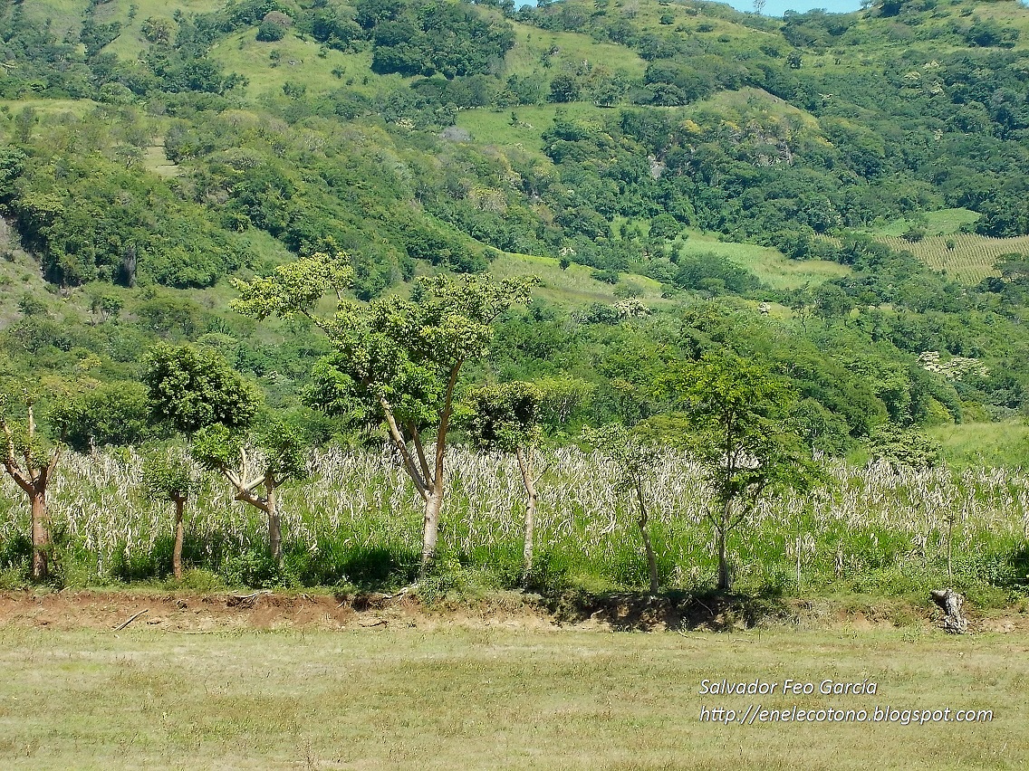 En el ecotono El bosque tropical seco En el ecotono El bosque tropical seco
