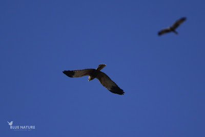 Macho adulto de aguilucho lagunero occidental - Marsh harrier adult male (Circus aeruginosus)