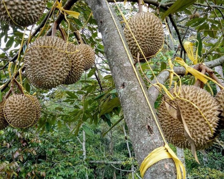 paket 4 bibit durian Montong bisa tabulampot Kalimantan Selatan