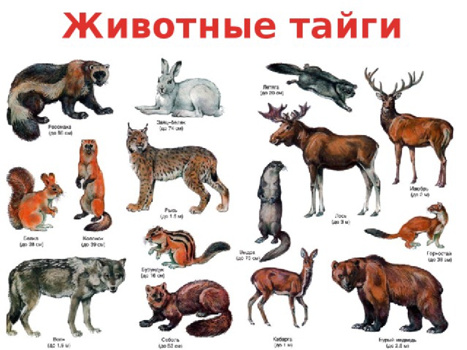 Какие дикие животные обитают в твоем регионе. Животные тайги. Животный мир тайги. Животные обитающие в тайге. Животные тайги в России.