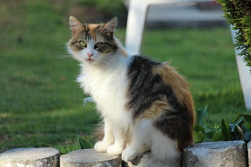 10 Unique Female Cat Names