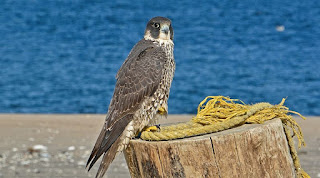 Peregrine falcon worlds fastest bird