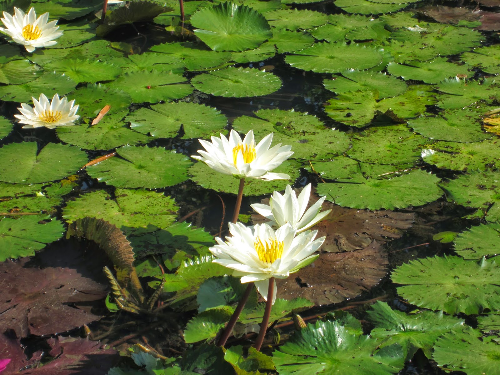 water-lily.jpg