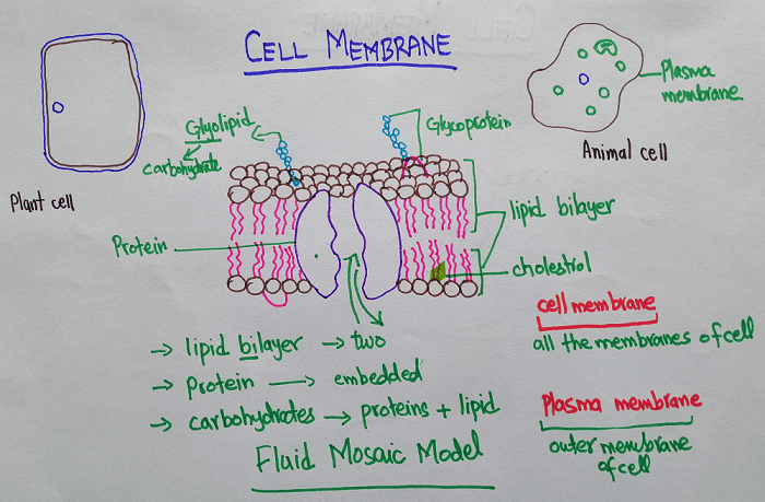 Function of Cell Membrane | Structure with Diagram