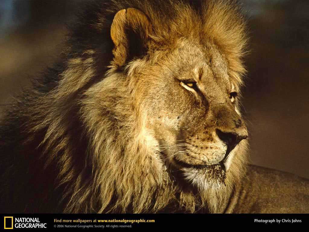 Hd Wallpapers Blog: African Lion Wallpapers