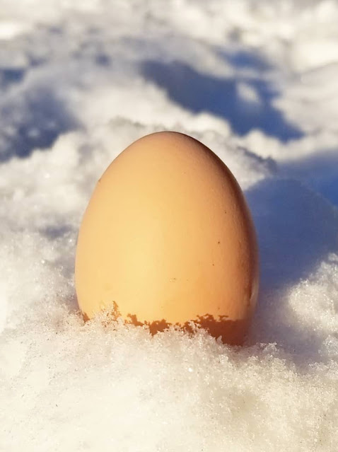 egg in the snow