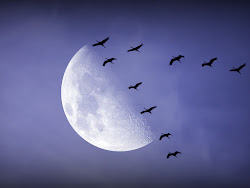 fly bird night nightbird