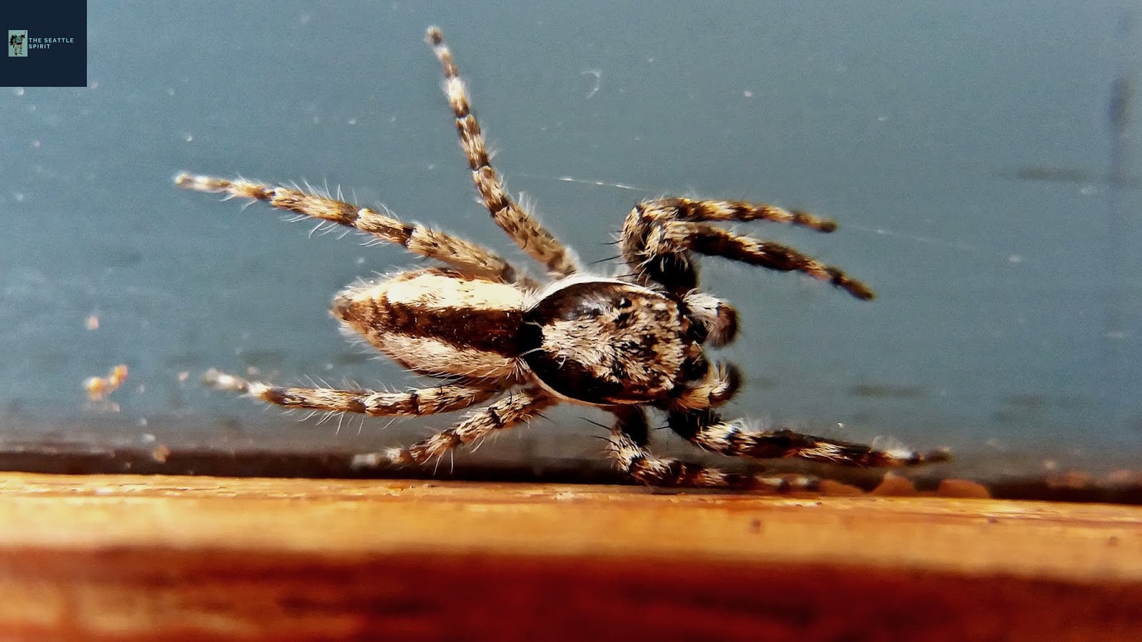 Menemerus bivittatus (Gray Wall Jumper)