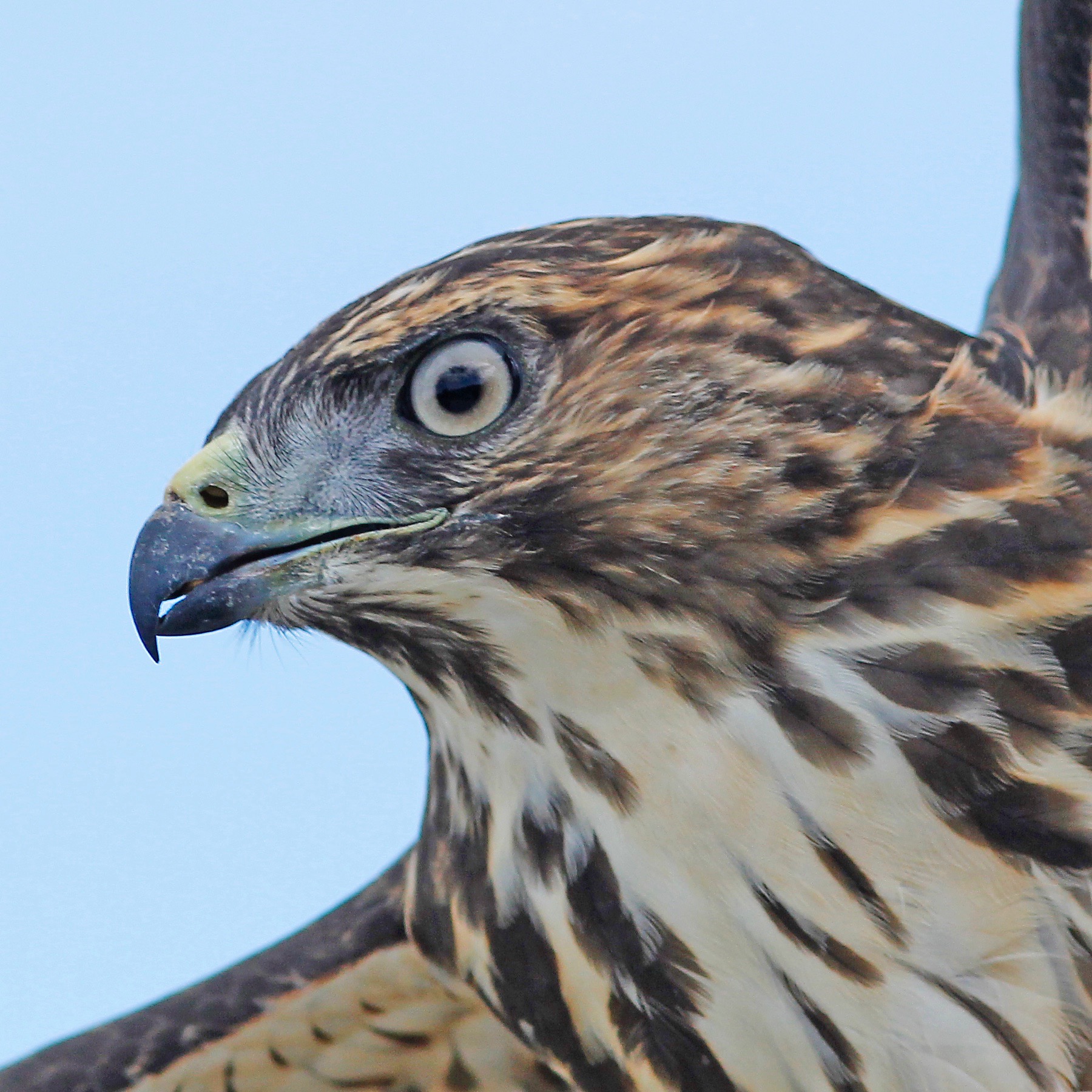 STOKES BIRDING BLOG Prime Time Broadwinged Hawk Migration Now!!