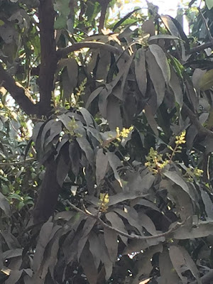 आम्र वृक्ष में मंजर बसंत का दस्तक, AnjNewsMedia, Arrival of Spring, Basant Ritu Ka Dastak, Spring Season