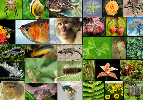 Keanekaragaman Hayati Tingkat Genetik Jenis Dan Ekosistem Ittekcno