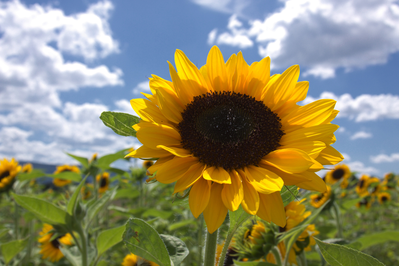 PÁTIO DAS FLORES Girassol cultivo
