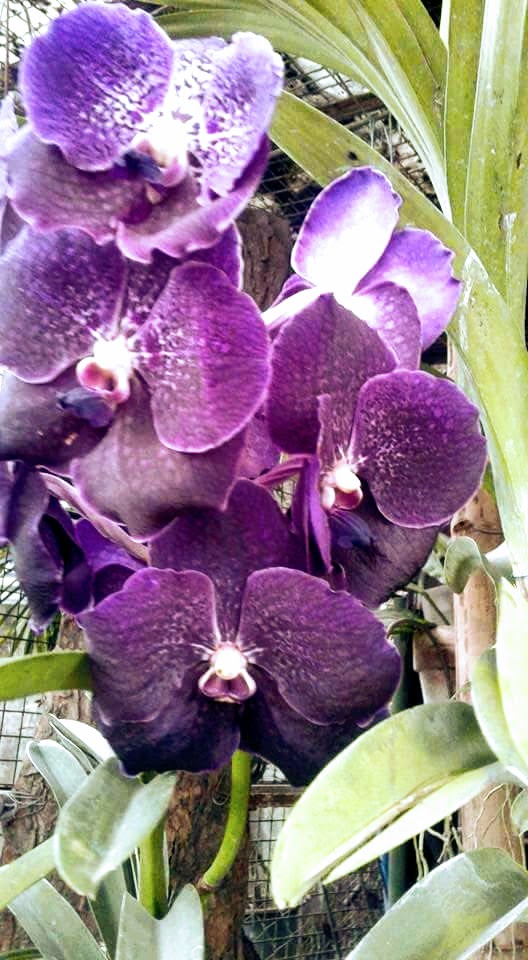Orchids Vanda For Sale