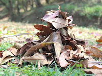 Jangan Sia-siakan! Manfaatkan Sampah Daun Kering Untuk Dijadikan Pupuk Kompos Jangan Sia-siakan! Manfaatkan Sampah Daun Kering Untuk Dijadikan Pupuk Kompos