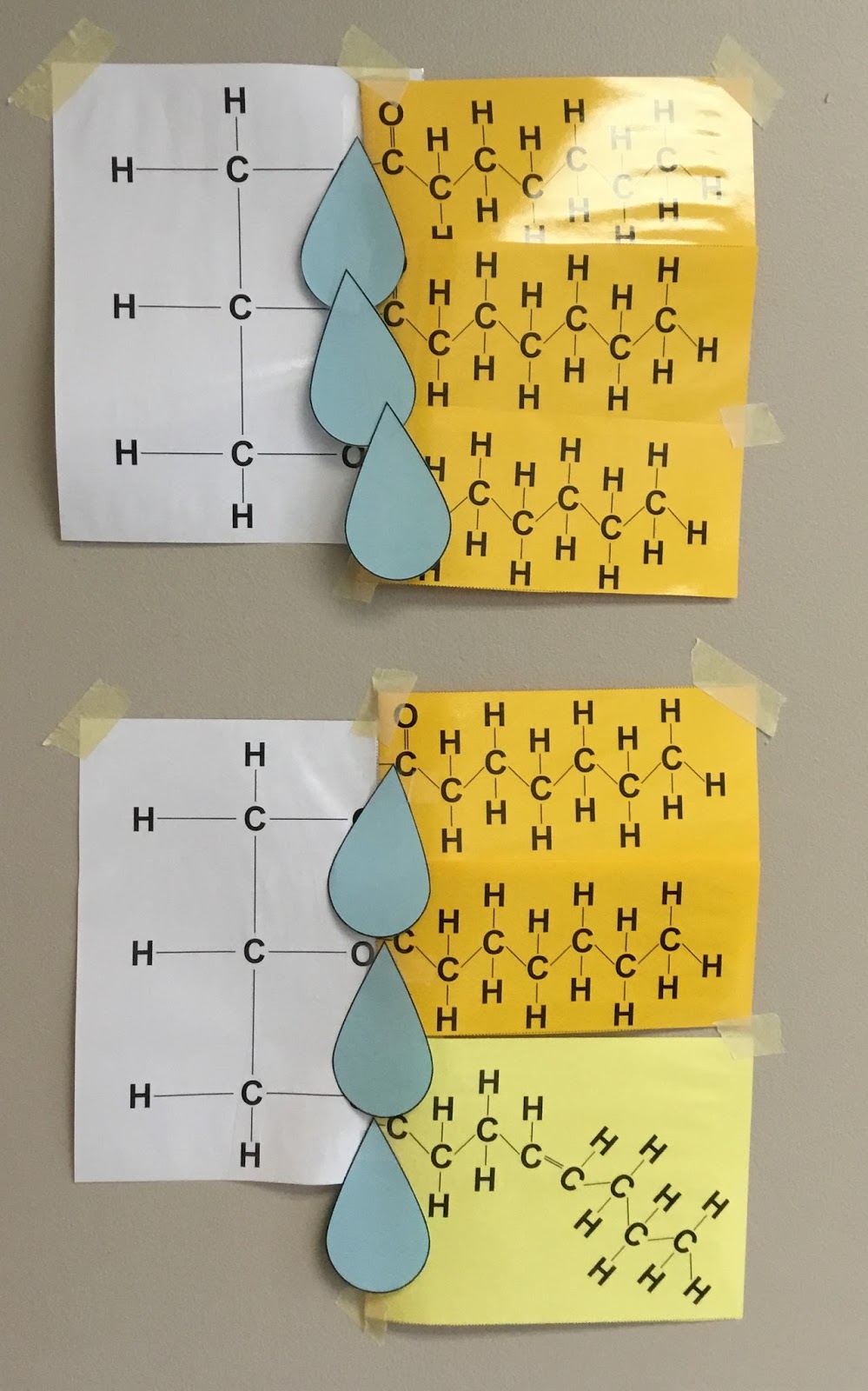 Biology by the Math Mom: Studying Macromolecules