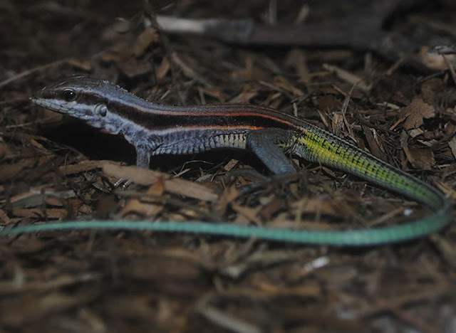 Espécie genuinamente baiana está ameaçada de extinção; Calango do Abaeté