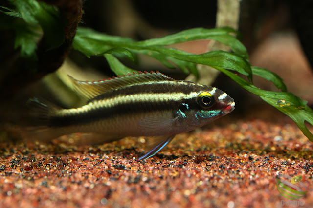 Pelvicachromis sacrimontis