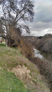 Fraxinus excelsior, Fresno, Manzanares, Pardo