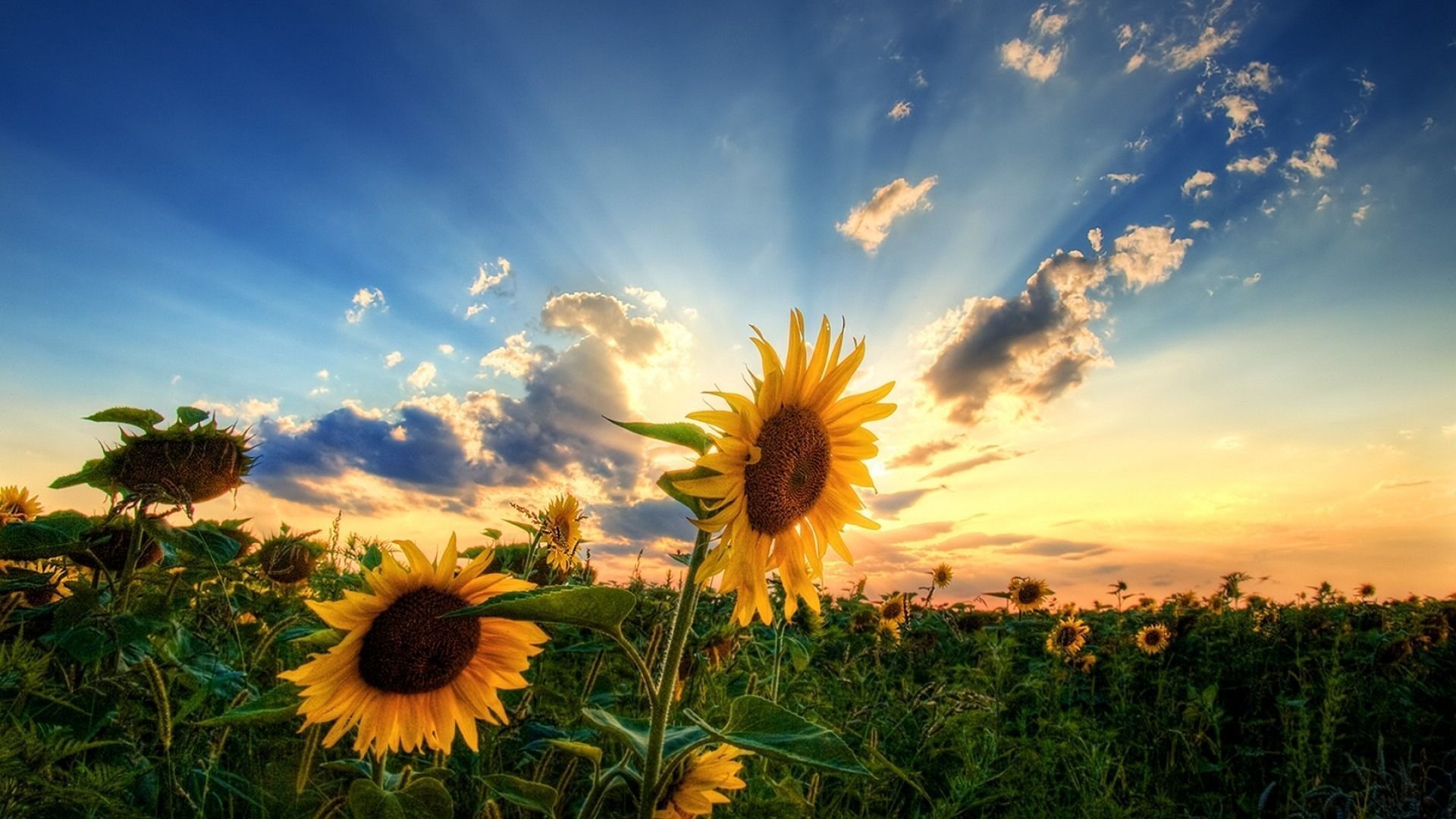 Yaz Duvar Kağıtları (Summer Wallpapers) Yaz Duvar Kağıtları (Summer Wallpapers)