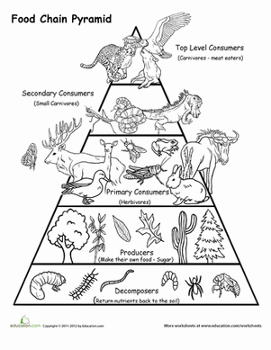 Food Chain Coloring Page Coloring - Food Chain Pyramid Worksheet Education Com