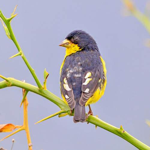 Lesser goldfinch (Spinus psaltria) | Birds of India | Bird World