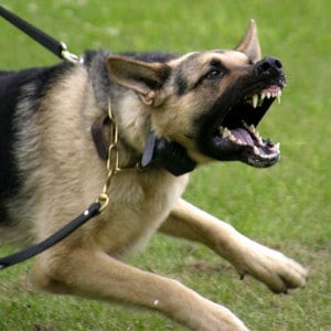 German Shepard dogs also known as Alsatian are powerful, most dangerous dogs in the world.