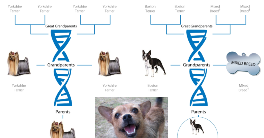 wisdom panel purebred