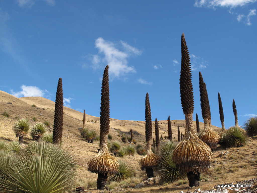 Растительность перу Растительность перу