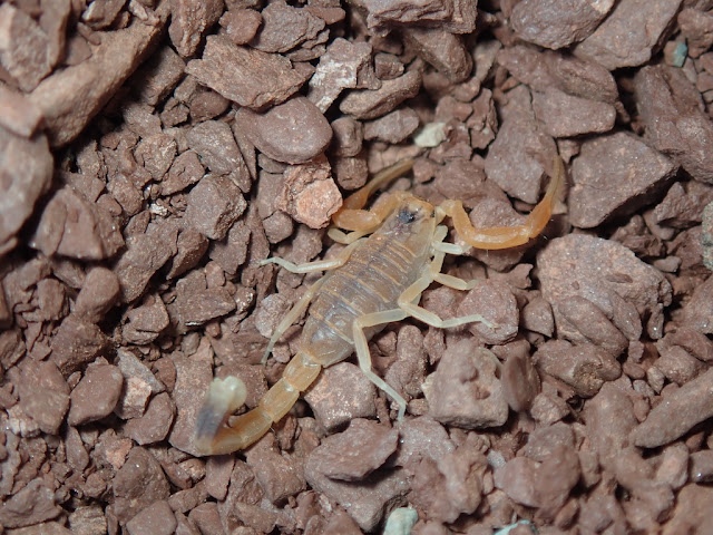 Buthus occitanus Buthus occitanus