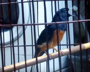 7 Ciri Ciri Burung Murai Batu Lampung Beserta Harga Dan Gambarnya
