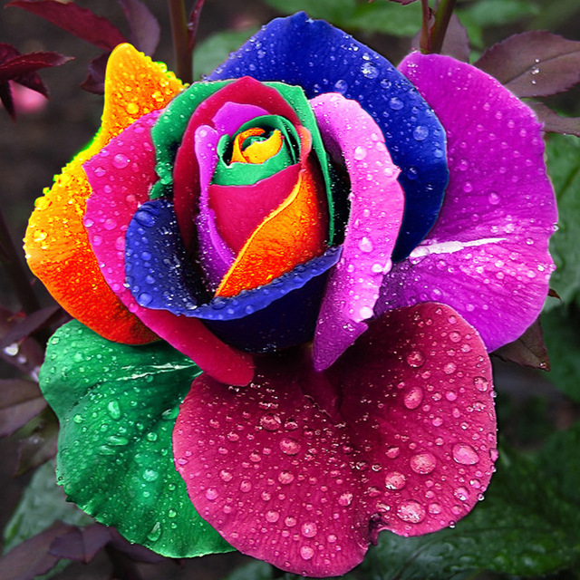 World Blog Seeds Rare Holland Rainbow Rose Flower Home Garden Rare