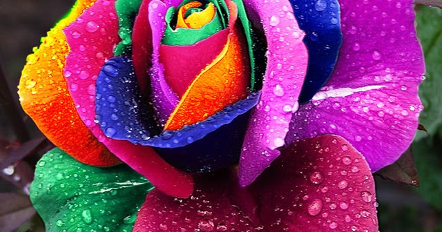 World Blog: Seeds Rare Holland Rainbow Rose Flower Home Garden Rare ...