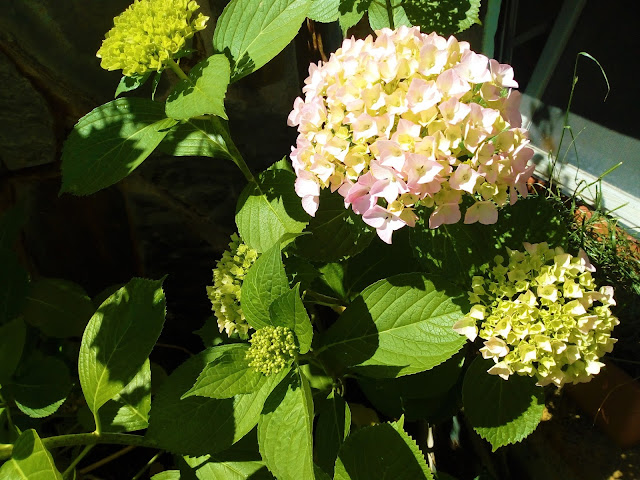 Hortensia (Hydrangea macrophylla (Thunb.) Ser.).