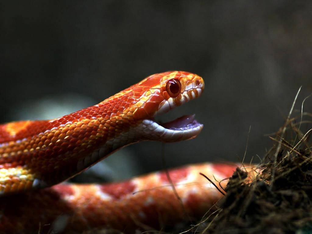 http://1.bp.blogspot.com/-e5QEAcea1s0/TwUqZXcjlvI/AAAAAAAAGXs/WxCAieRiXGg/s1600/red_reptiles_snake_wallpaper.jpg